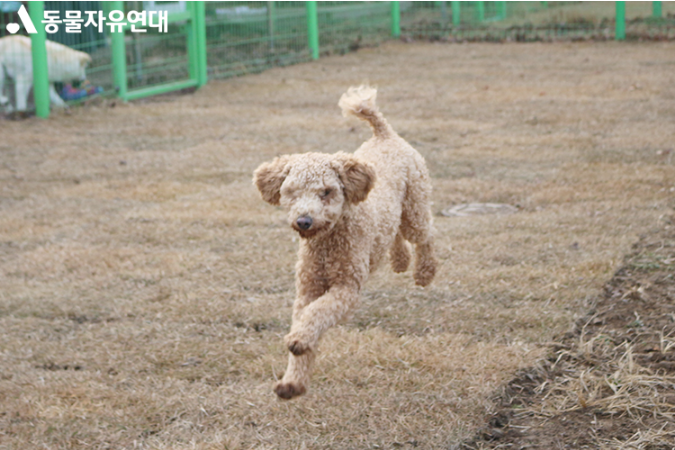 바다 건너 가족을 찾는 중대형견들에게 기회를 선물해주세요