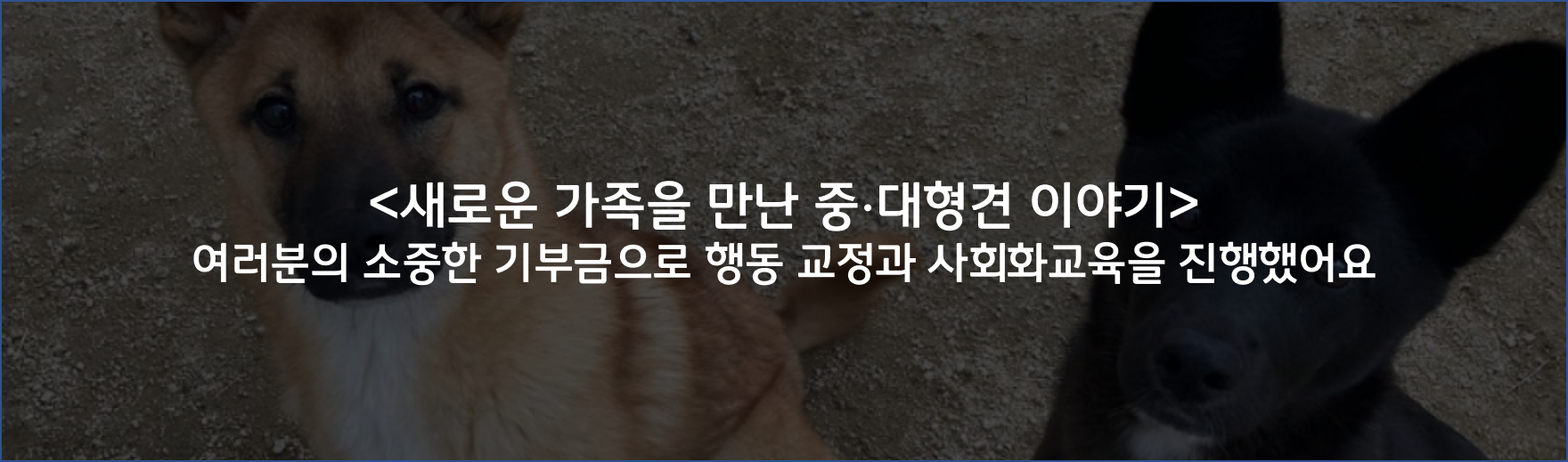 새로운 가족을 만난 중대형견 이야기